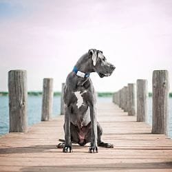 gps perros